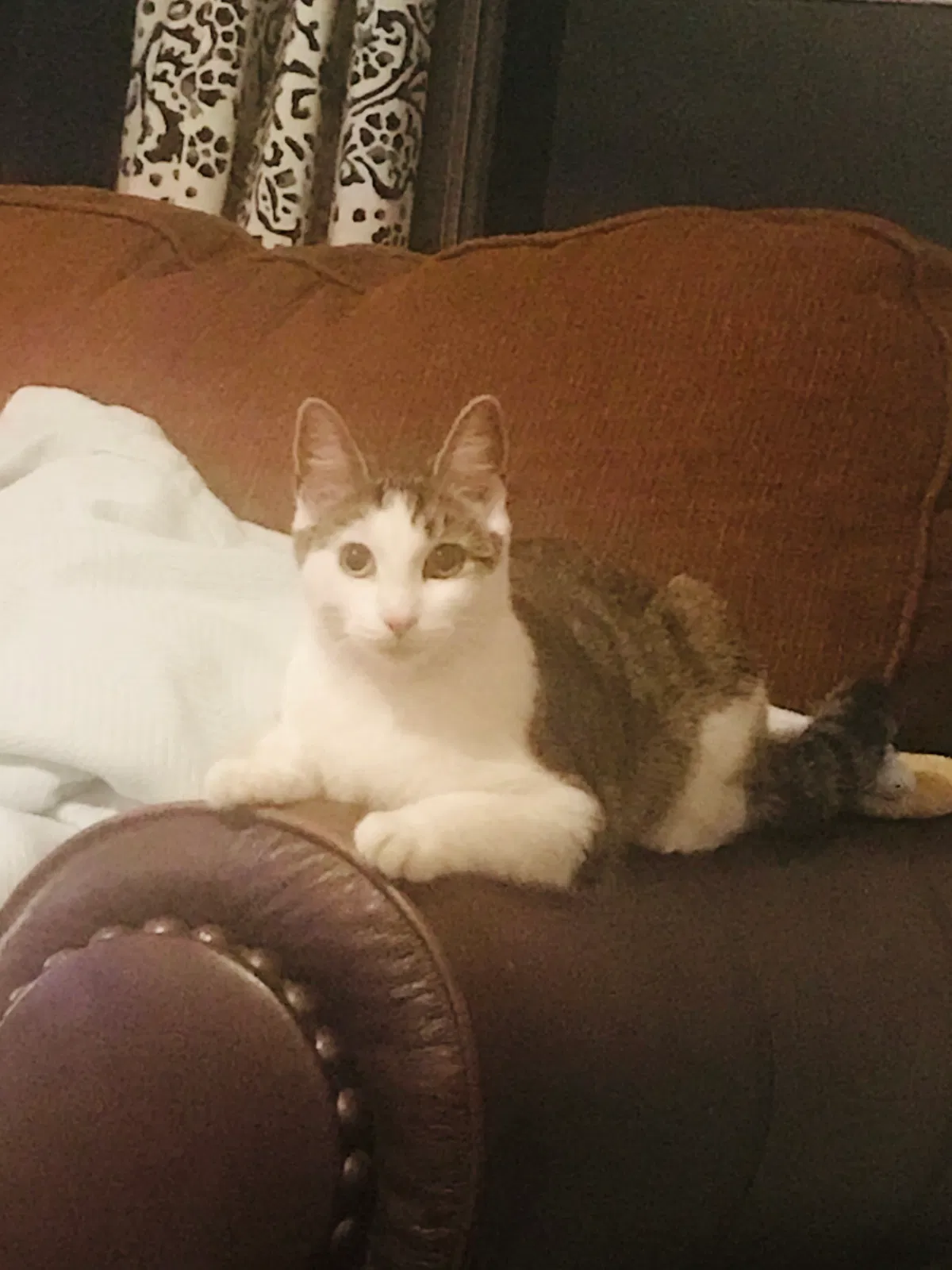 Lost cat in Bonner Springs, KS, 66012