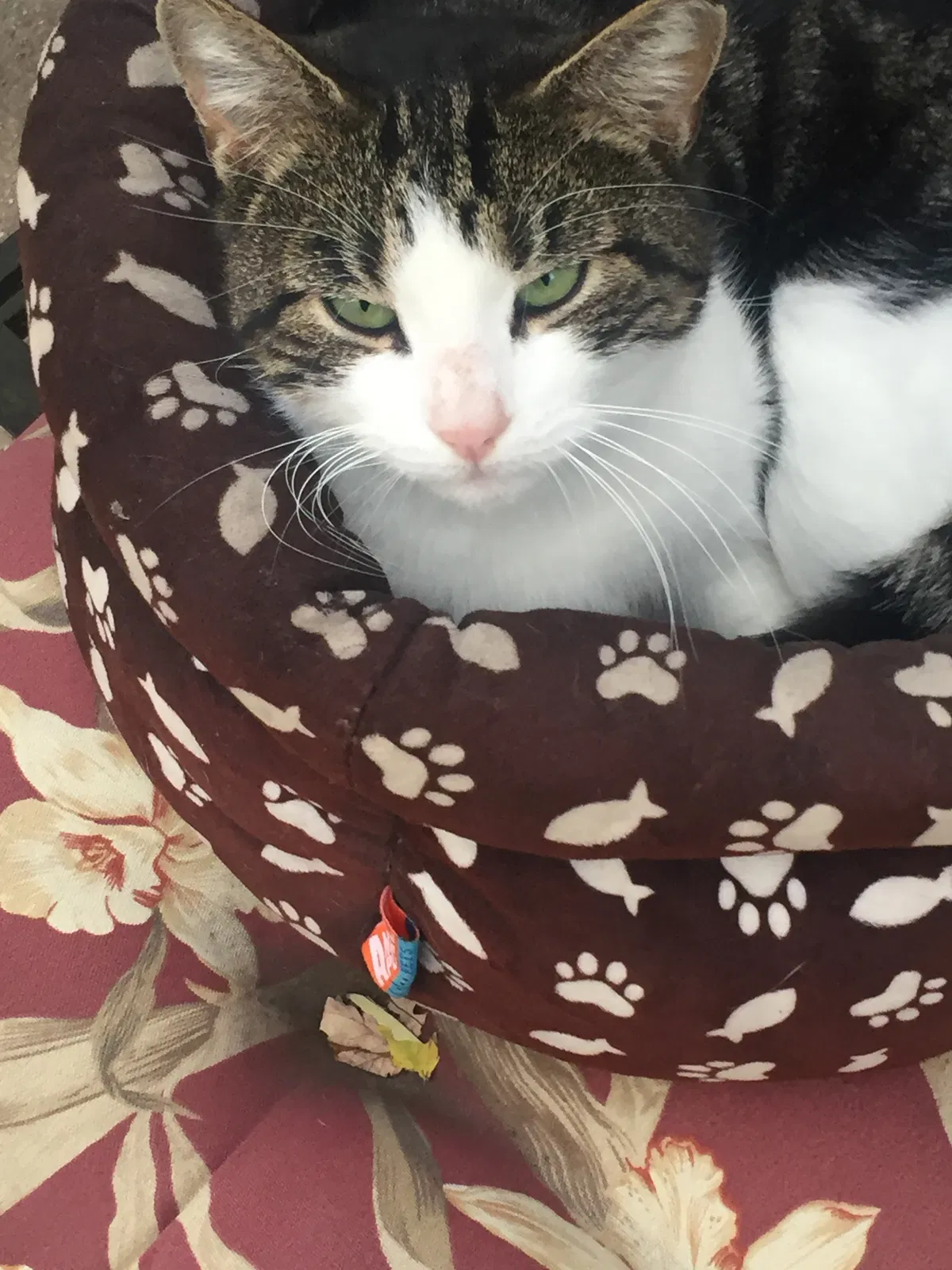Lost cat in Deer Park, NY, 11729
