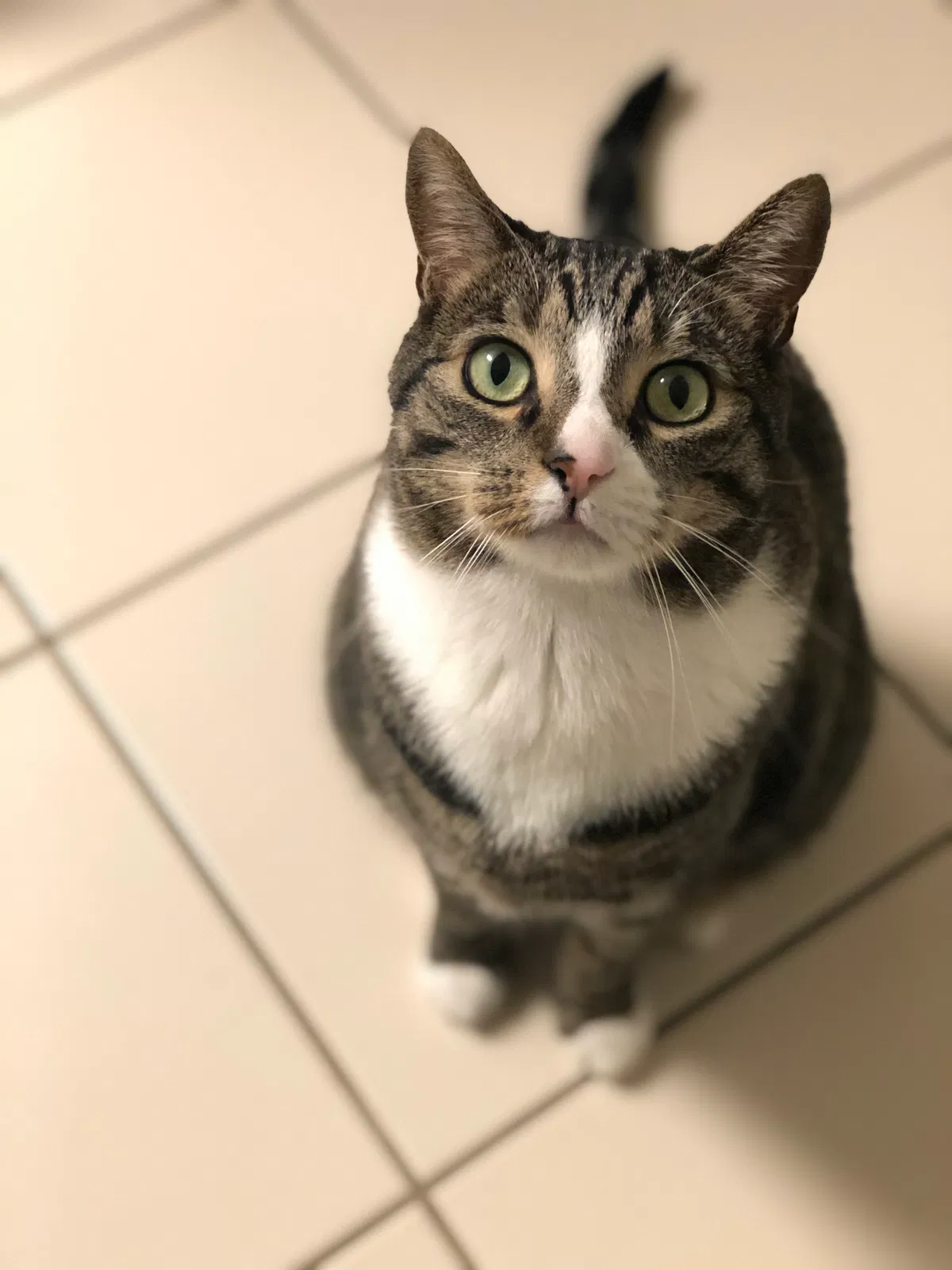 Lost cat in Bakersfield, CA, 93307