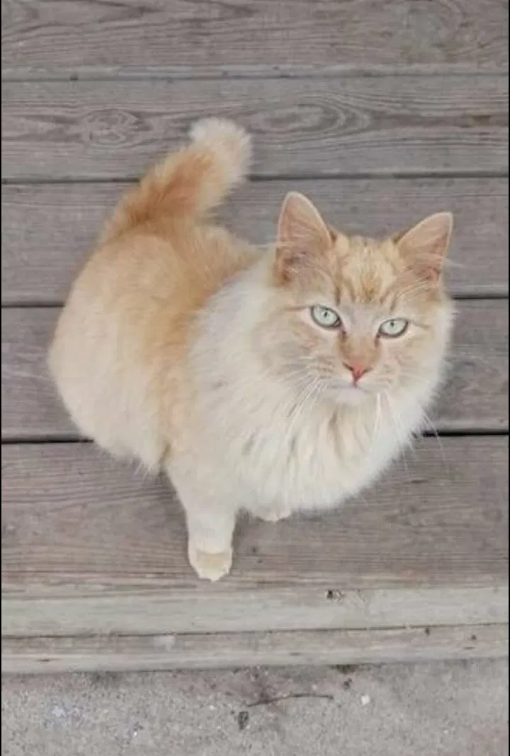 Lost cat in Independence, MO, 64050