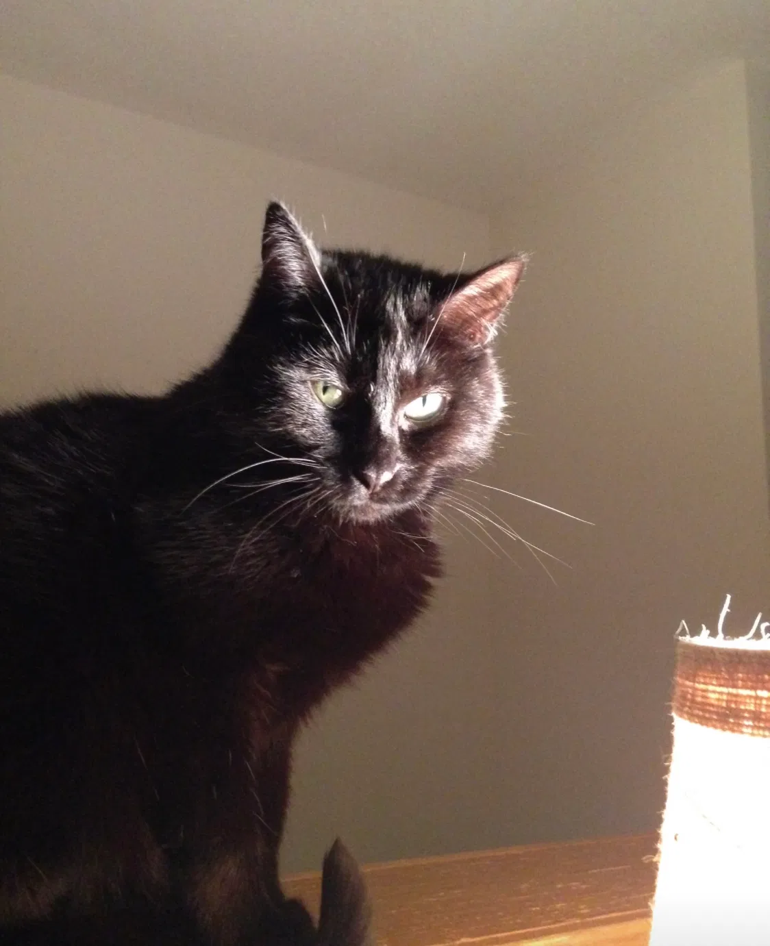 Lost cat in Joshua, TX, 76058