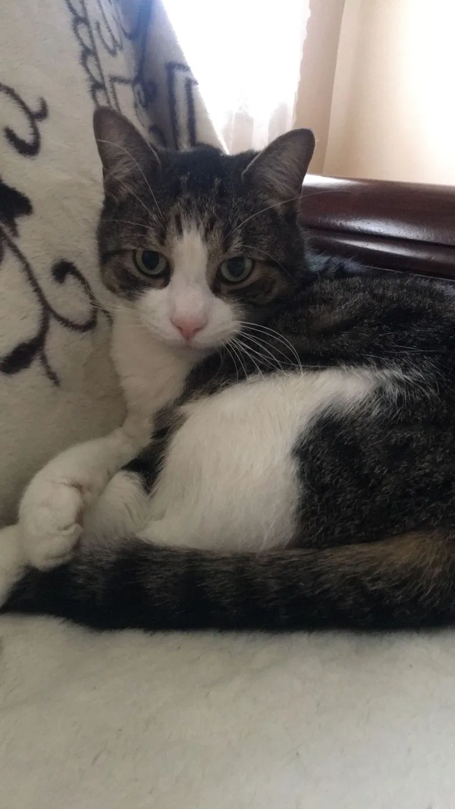 Lost cat in New Haven, CT, 6511