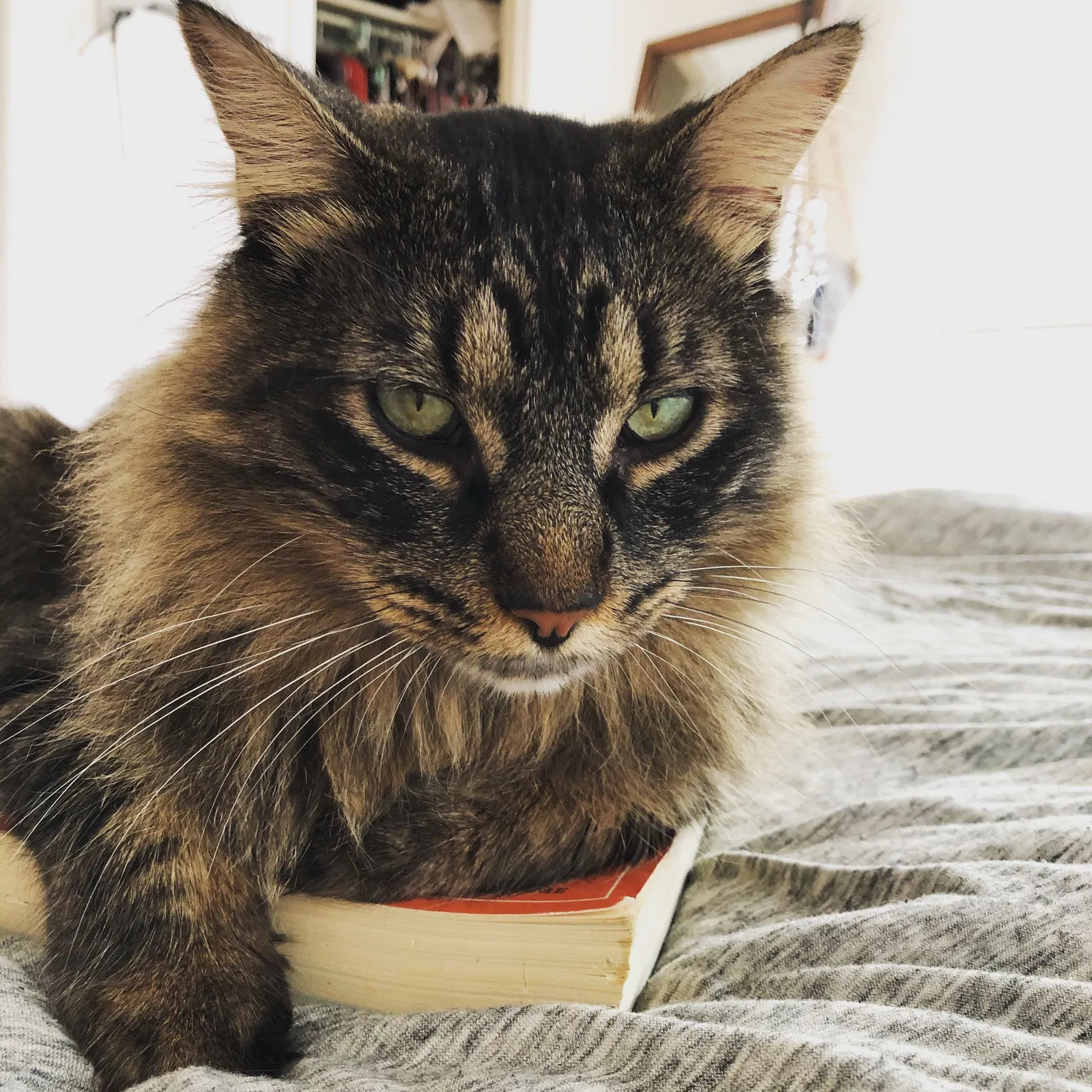 Lost cat in Denton, TX, 76201