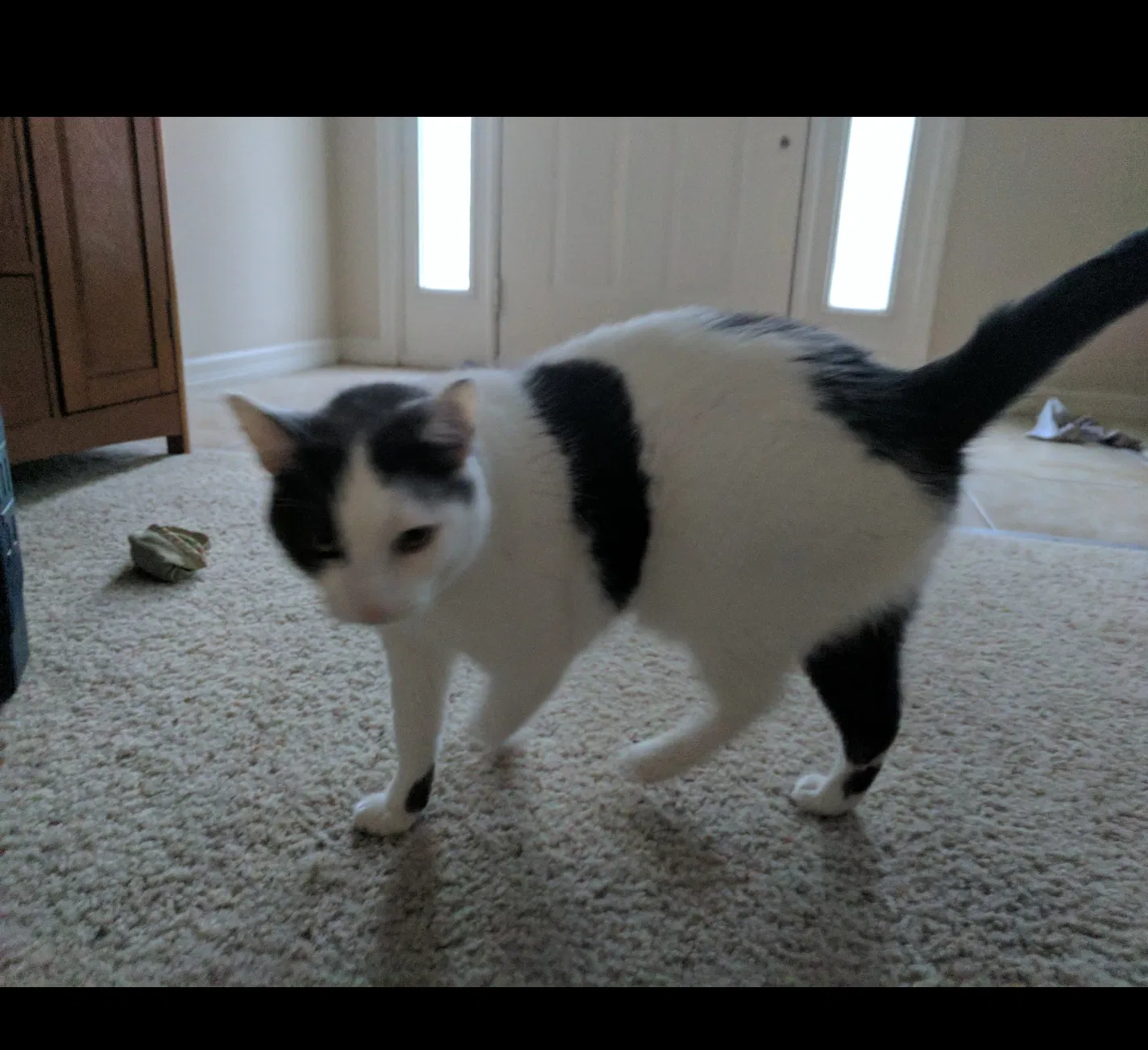 Lost cat in New Port Richey, FL, 34655