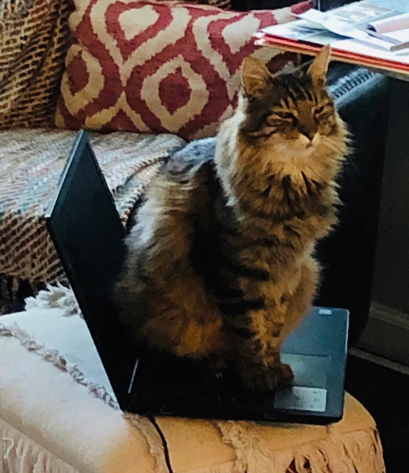 Lost cat in Elk Grove, CA, 95758
