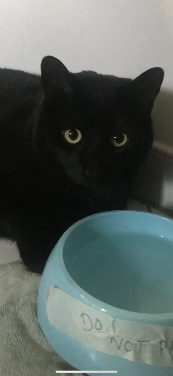 Lost cat in Benicia, CA, 94510