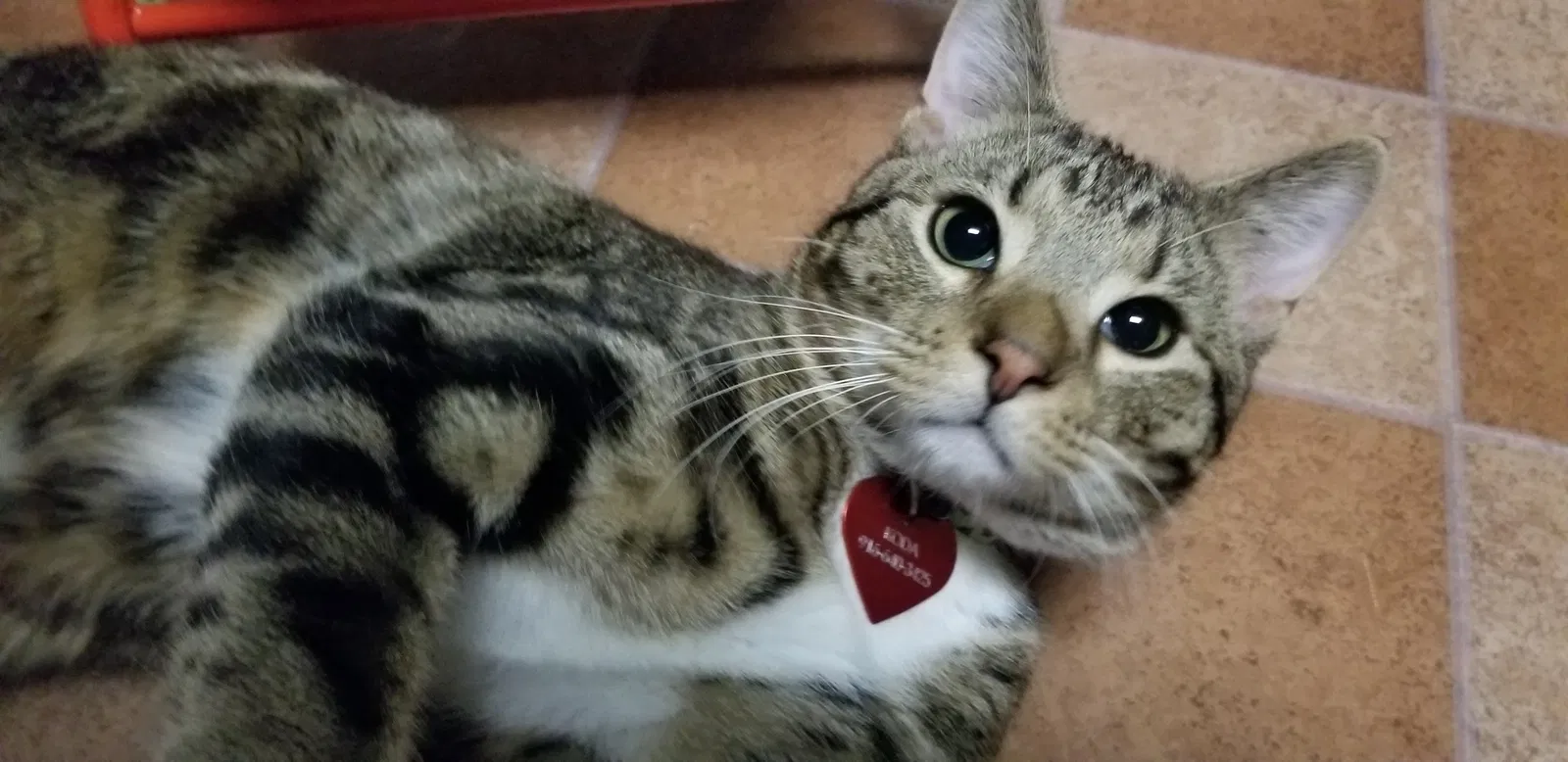 Lost cat in Sacramento, CA, 95828