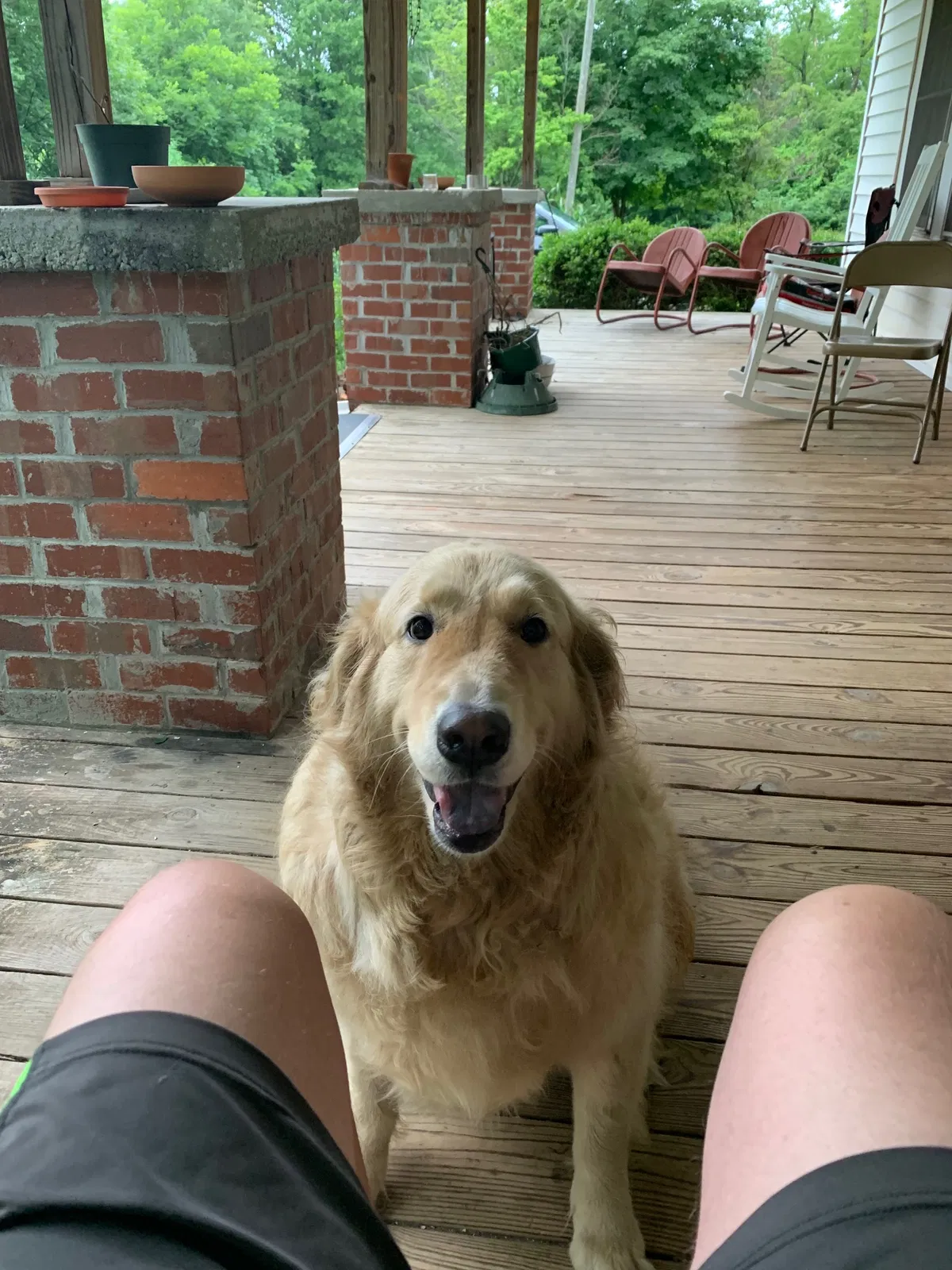 Lost dog in Oxford, GA, 30054