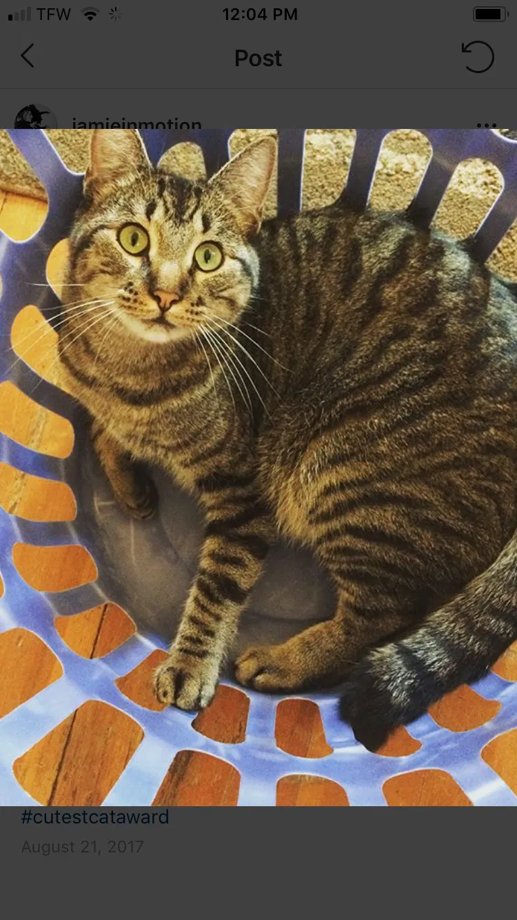Lost cat in Aurora, CO, 80010