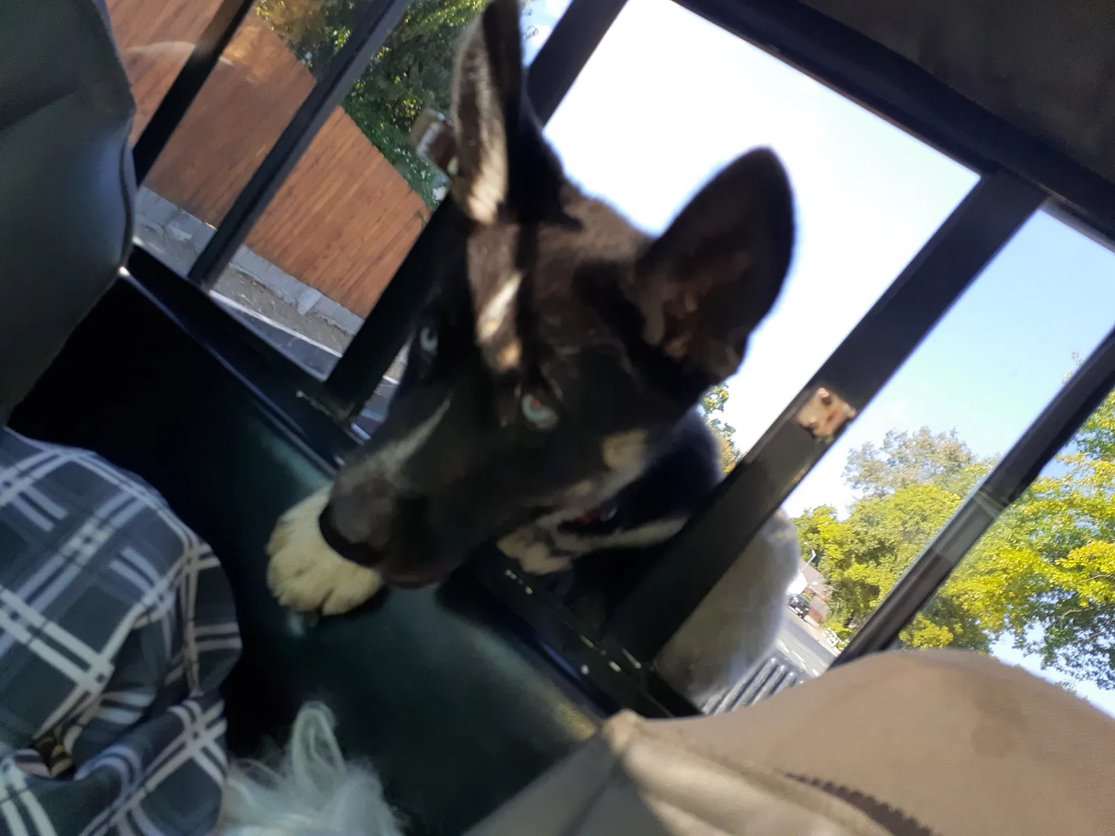 Lost dog in Sacramento, CA, 95828