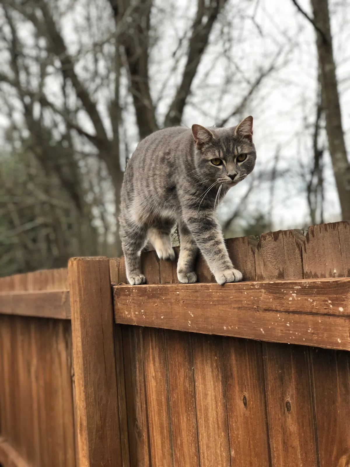 Lost cat in Boiling Springs, SC, 29316