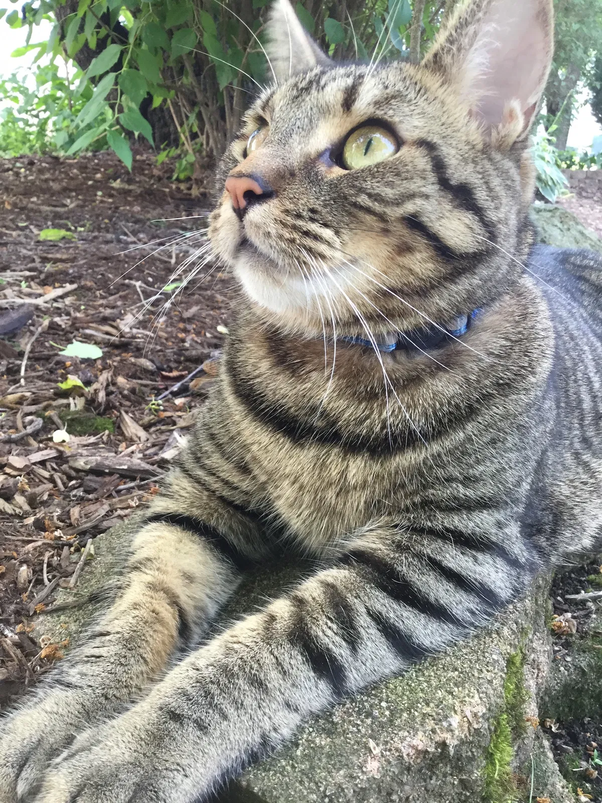 Lost cat in La Grange, IL, 60525