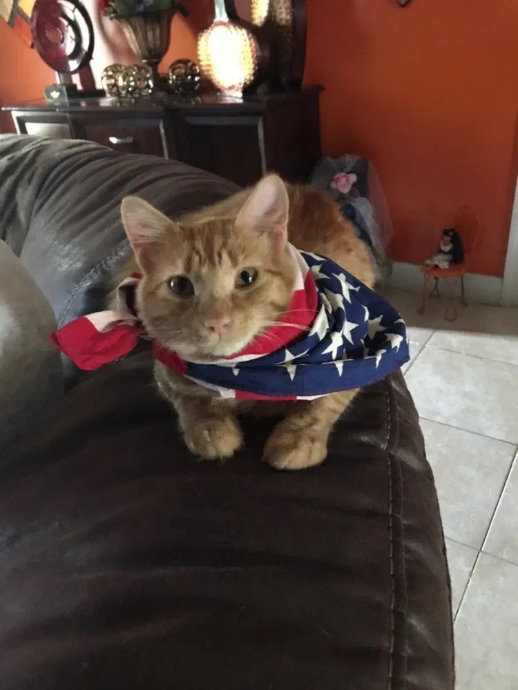 Lost cat in Lehigh Acres, FL, 33971