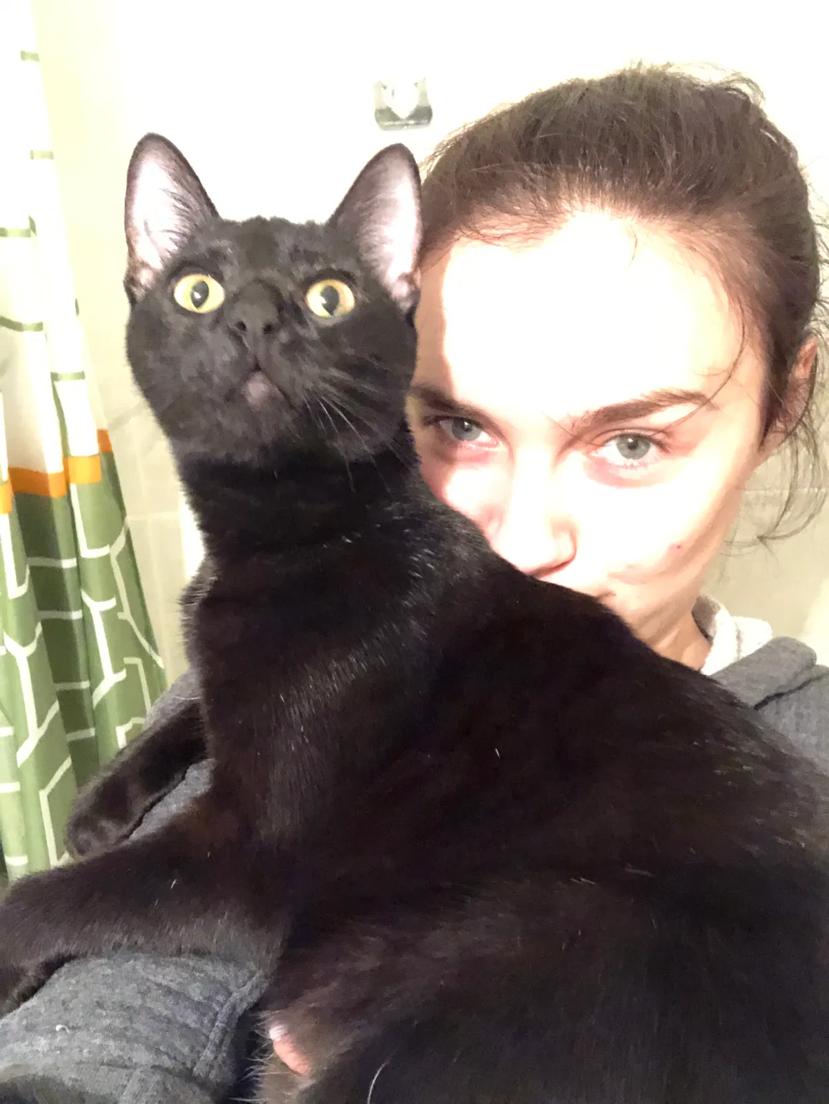Lost cat in Brooklyn, NY, 11235
