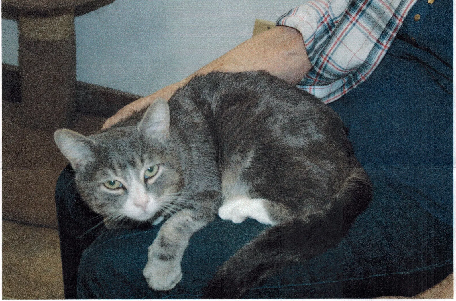 Lost cat in Green Valley, AZ, 85614