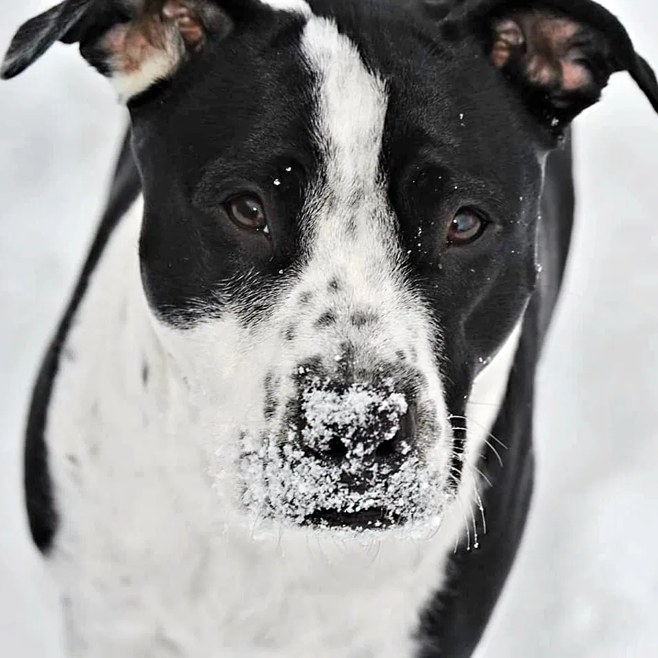 Lost dog in Hamilton, MT, 59840