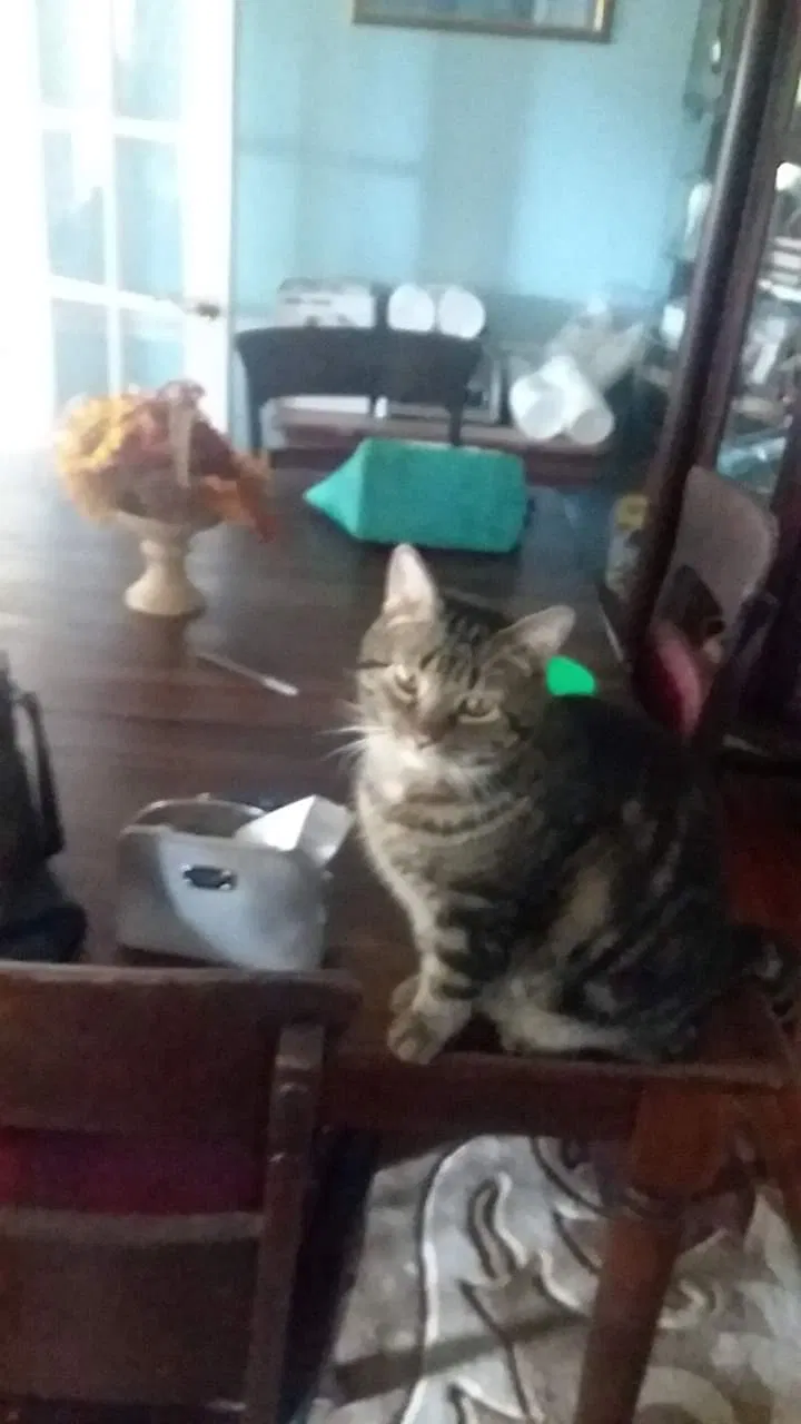 Lost cat in Easley, SC, 29642