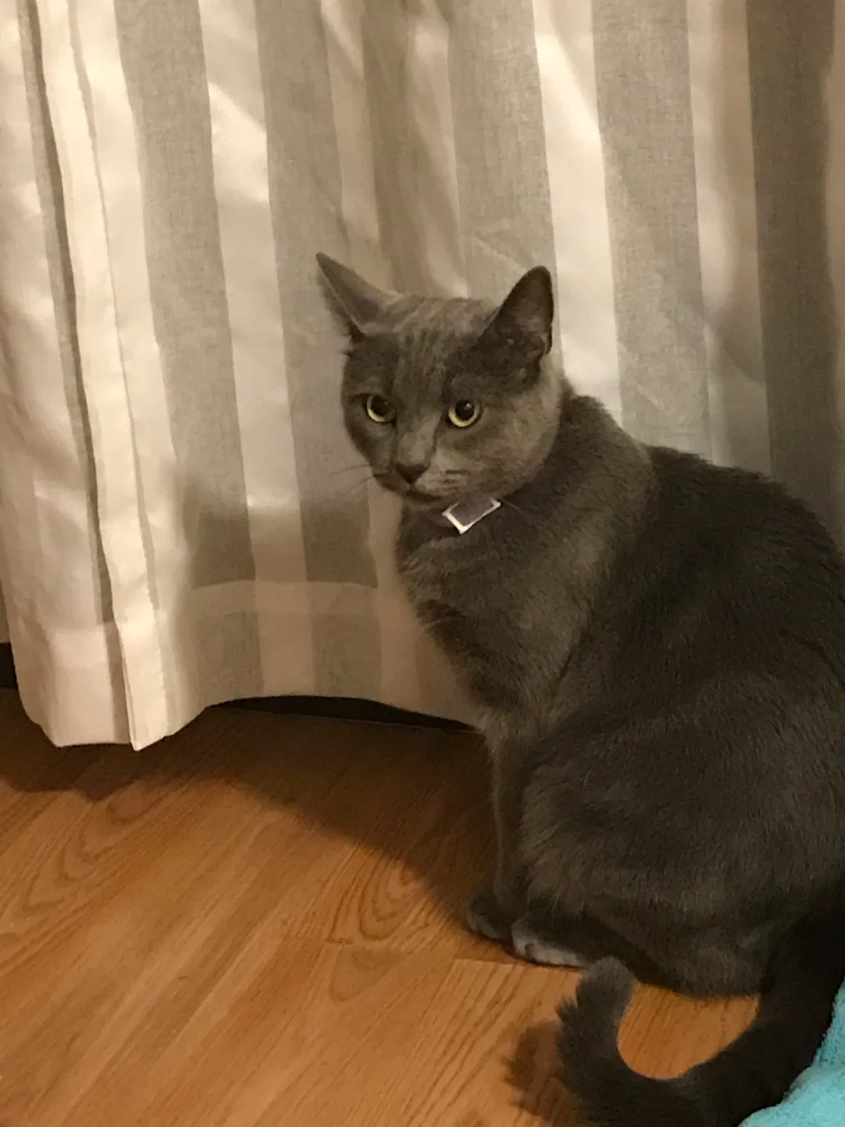 Lost cat in Hightstown, NJ, 8520