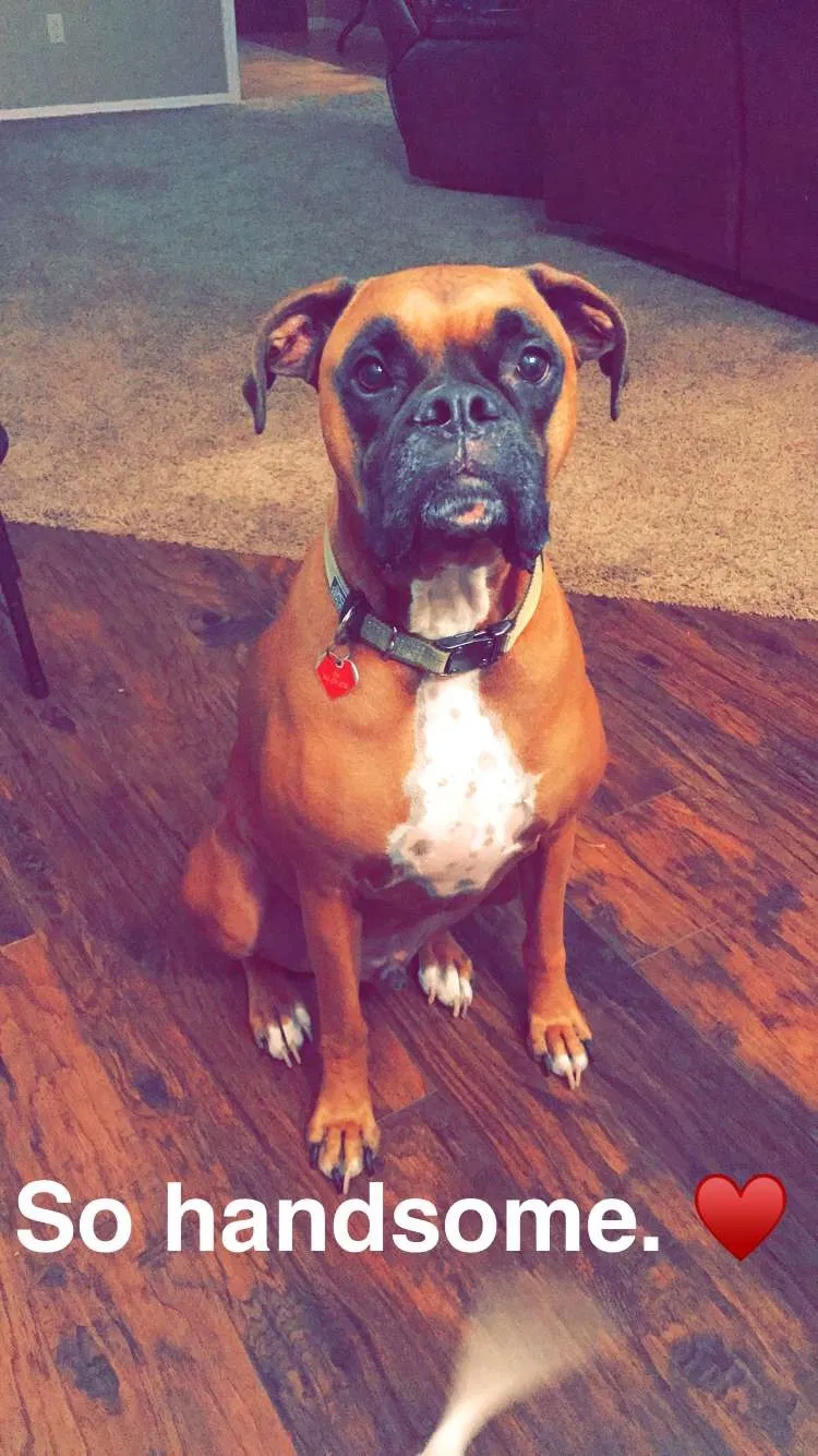 Lost dog in Wichita Falls, TX, 76309
