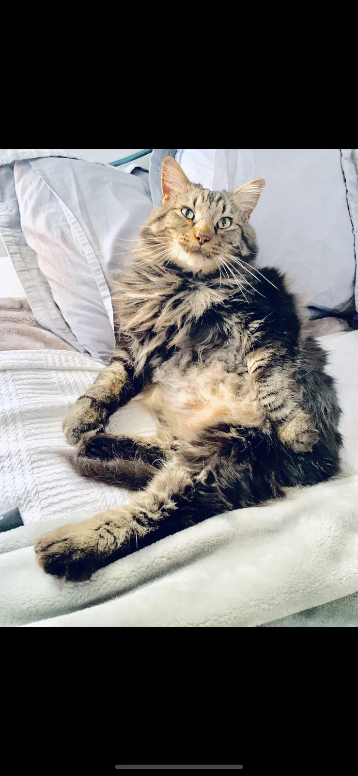 Lost cat in Keene, TX, 76059