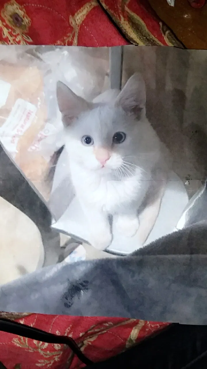 Lost cat in Idaho Falls, ID, 83404