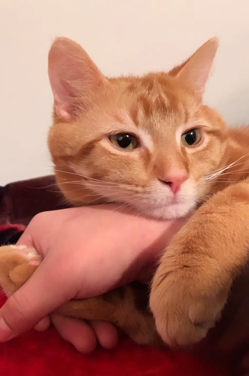 Lost cat in Indianapolis, IN, 46239