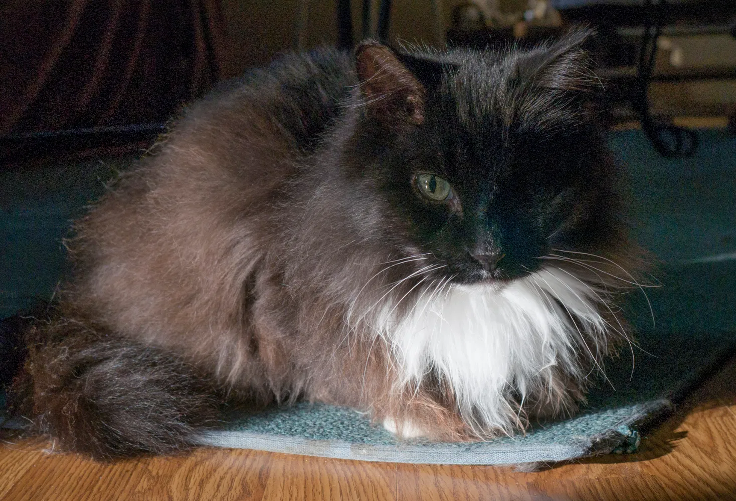 Lost cat in Sauk Rapids, MN, 56379