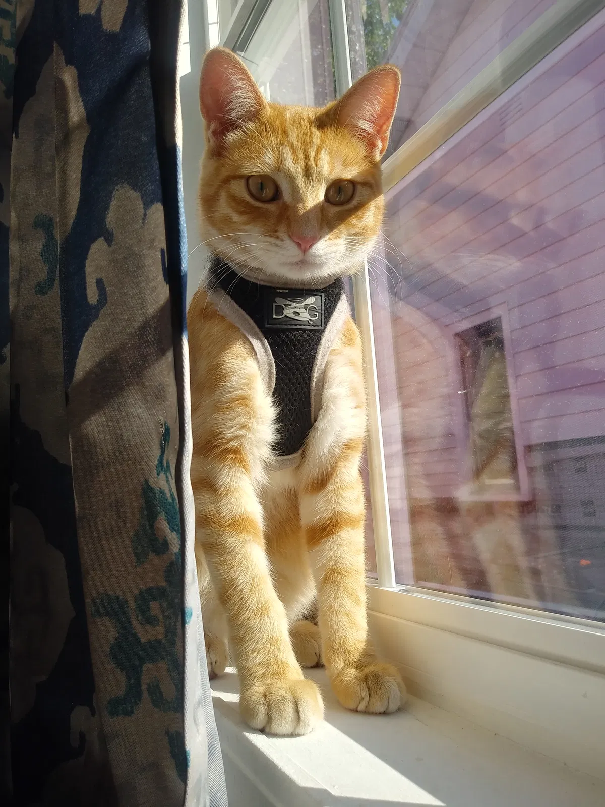 Lost cat in Indianapolis, IN, 46222