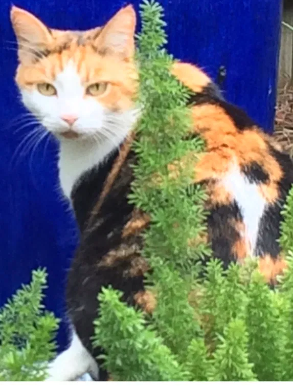 Lost cat in Tallahassee, FL, 32308