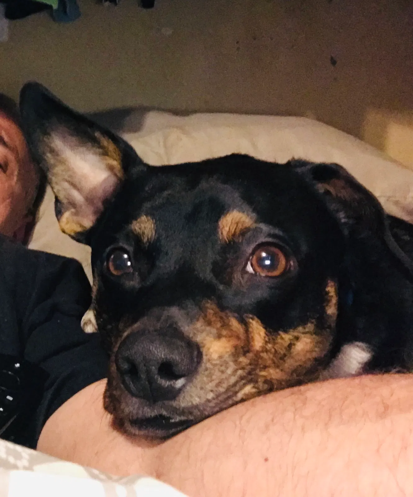 Lost dog in Abilene, TX, 79603