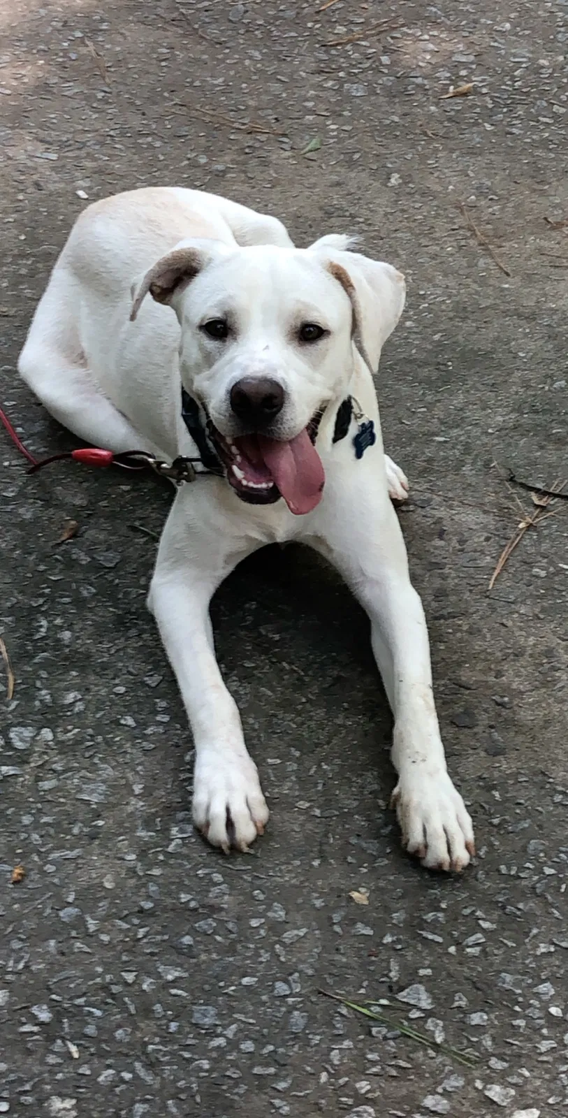 Lost dog in Atlanta, GA, 30311