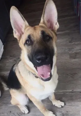 Lost dog in West Memphis, AR, 72301