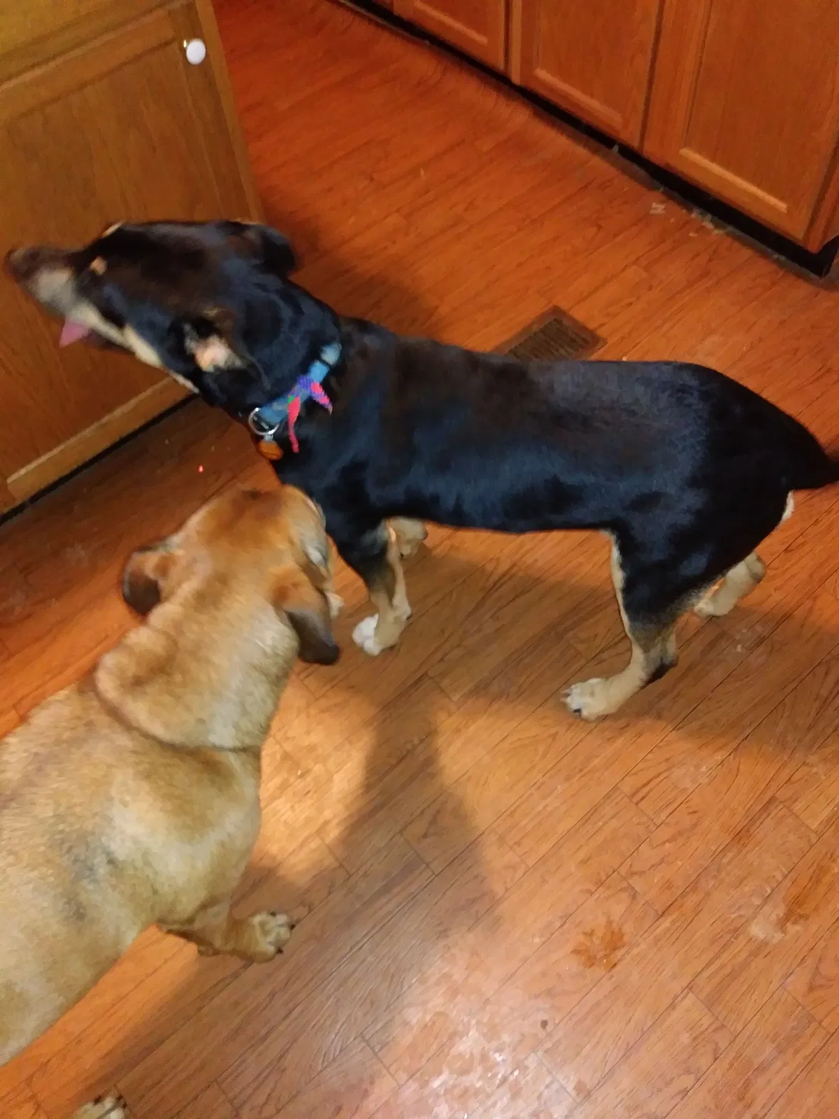 Lost dog in Milledgeville, GA, 31061