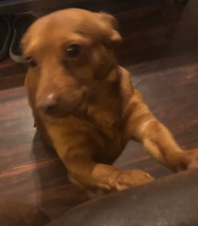 Lost dog in Baker, LA, 70714