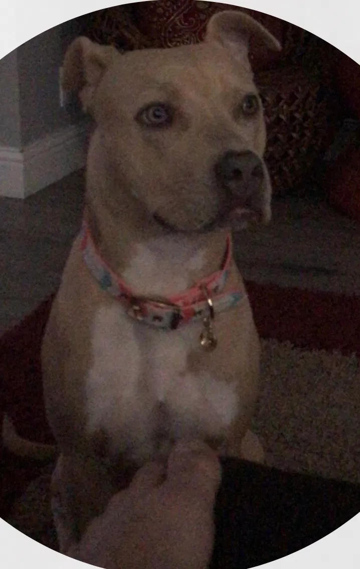 Lost dog in Sacramento, CA, 95823
