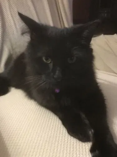 Lost cat in Warner Robins, GA, 31088