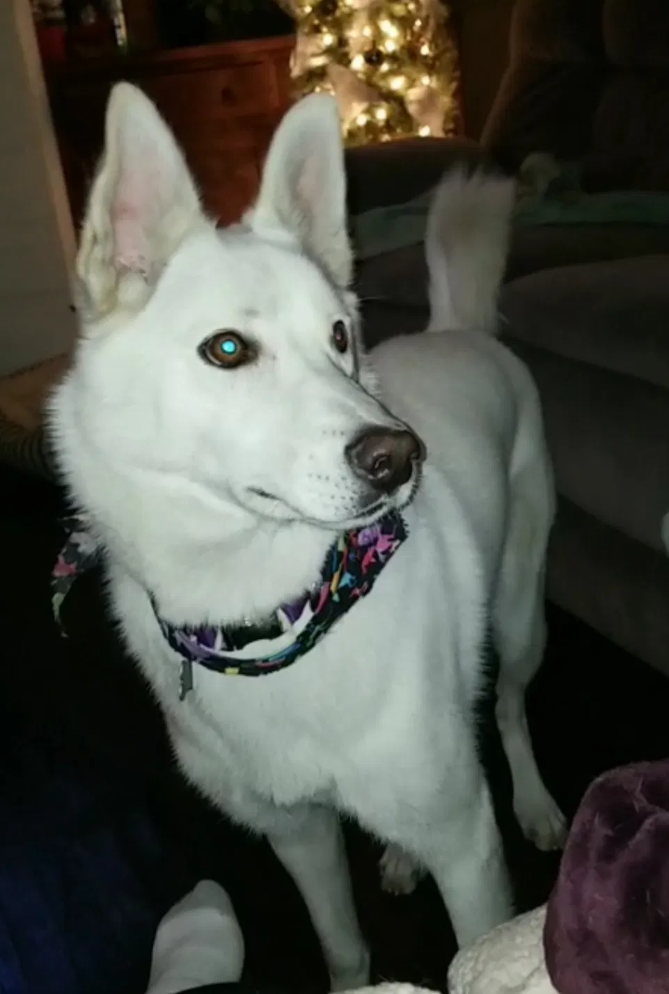 Lost dog in Indianapolis, IN, 46203
