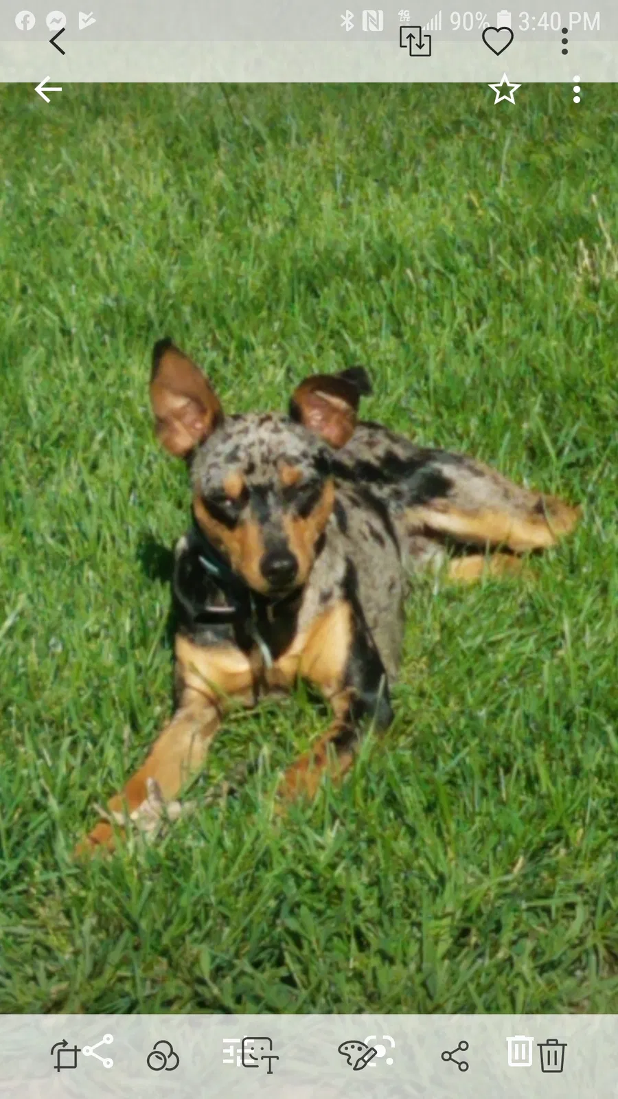 Lost dog in Lincoln Park, MI, 48146