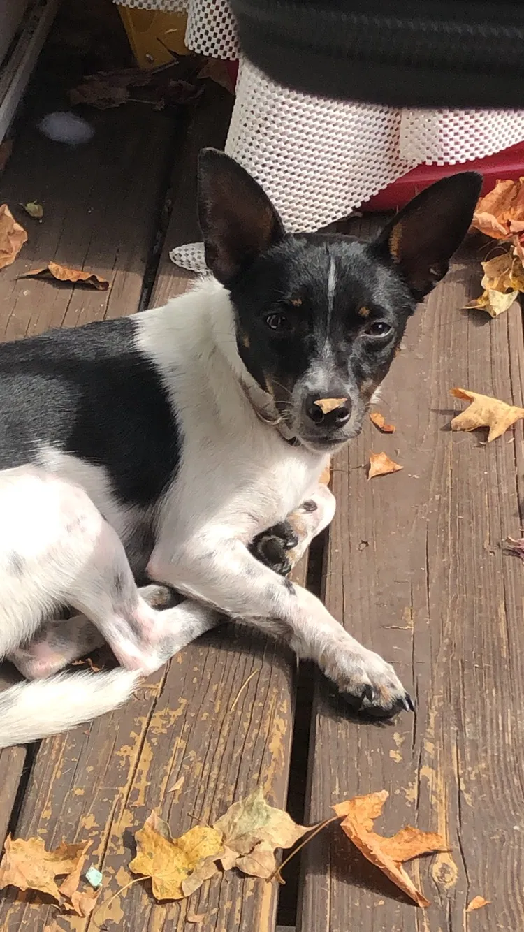 Lost dog in Coeymans, NY, 12045