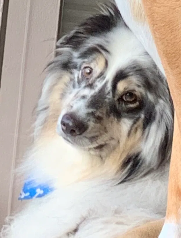 Lost dog in Little Rock, AR, 72212