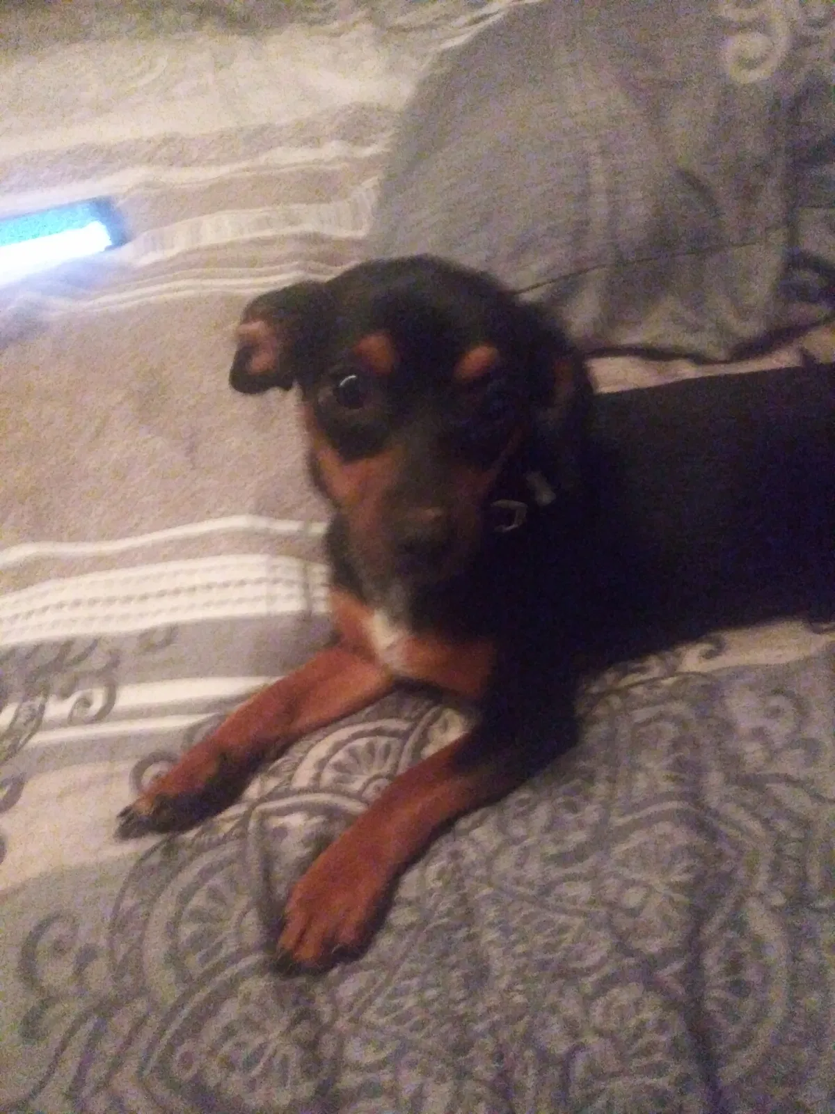 Lost dog in Jacksonville, FL, 32216