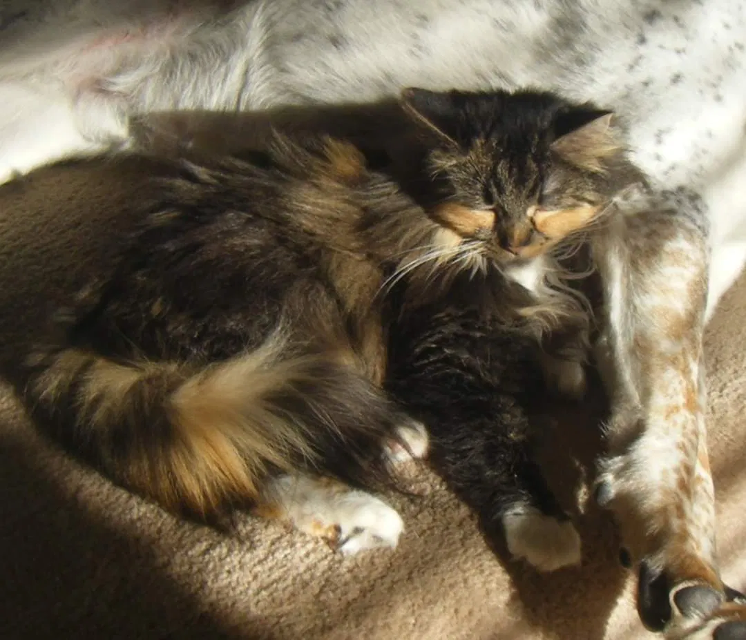 Lost cat in Midland, MI, 48640