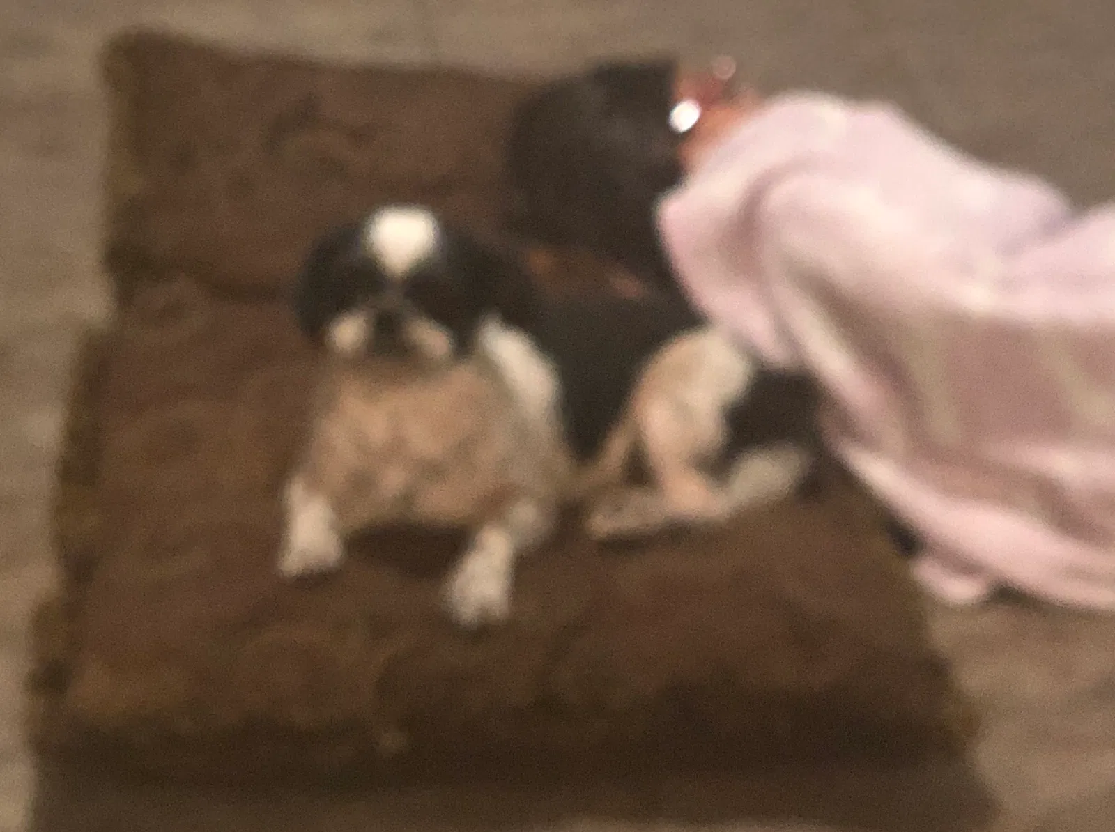 Lost dog in Mount Airy, NC, 27030