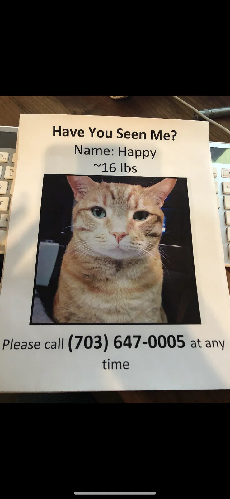 Lost cat in Manassas, VA, 20109