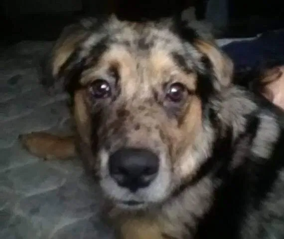 Lost dog in San Antonio, TX, 78239