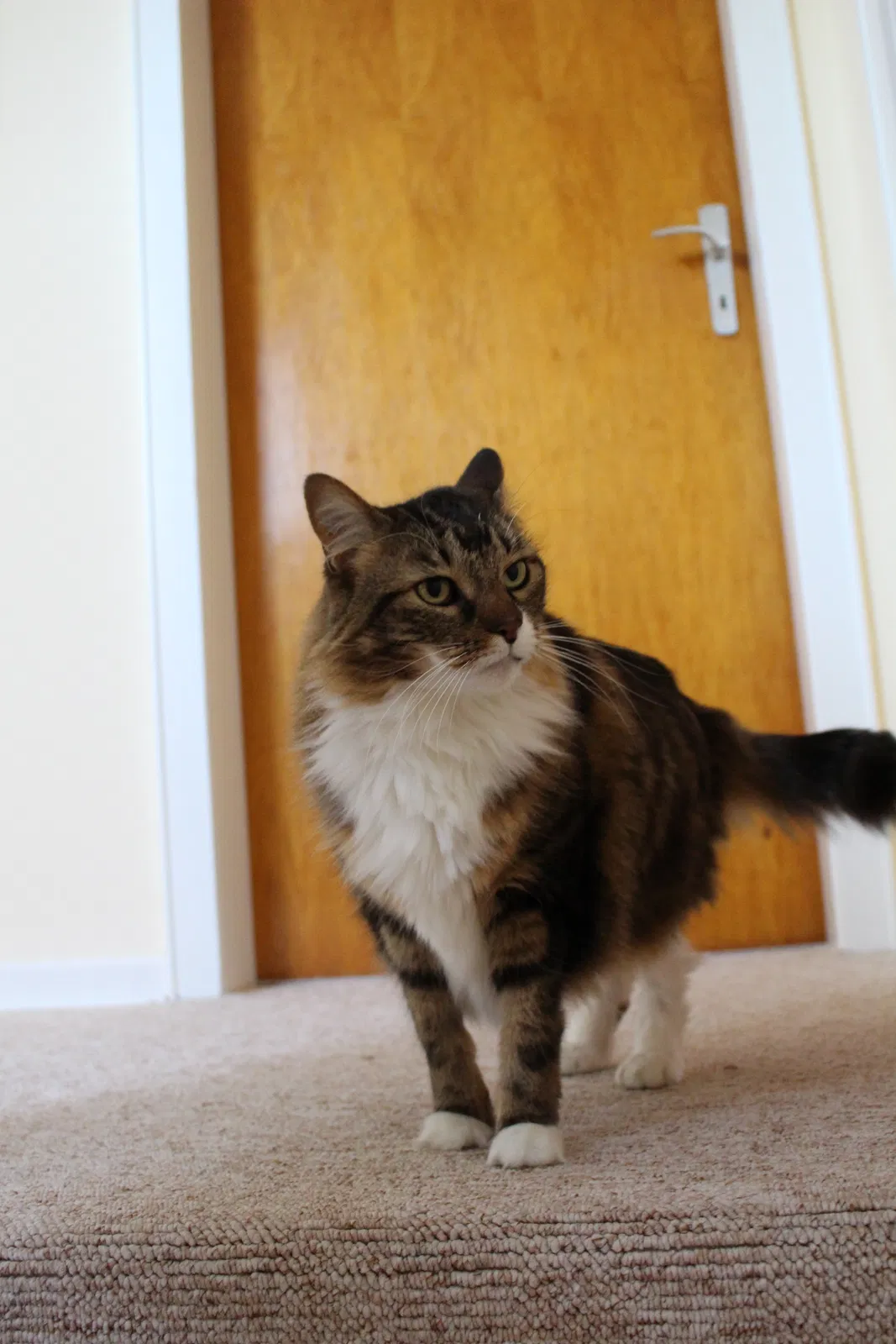 Lost cat in Magnolia, TX, 77354