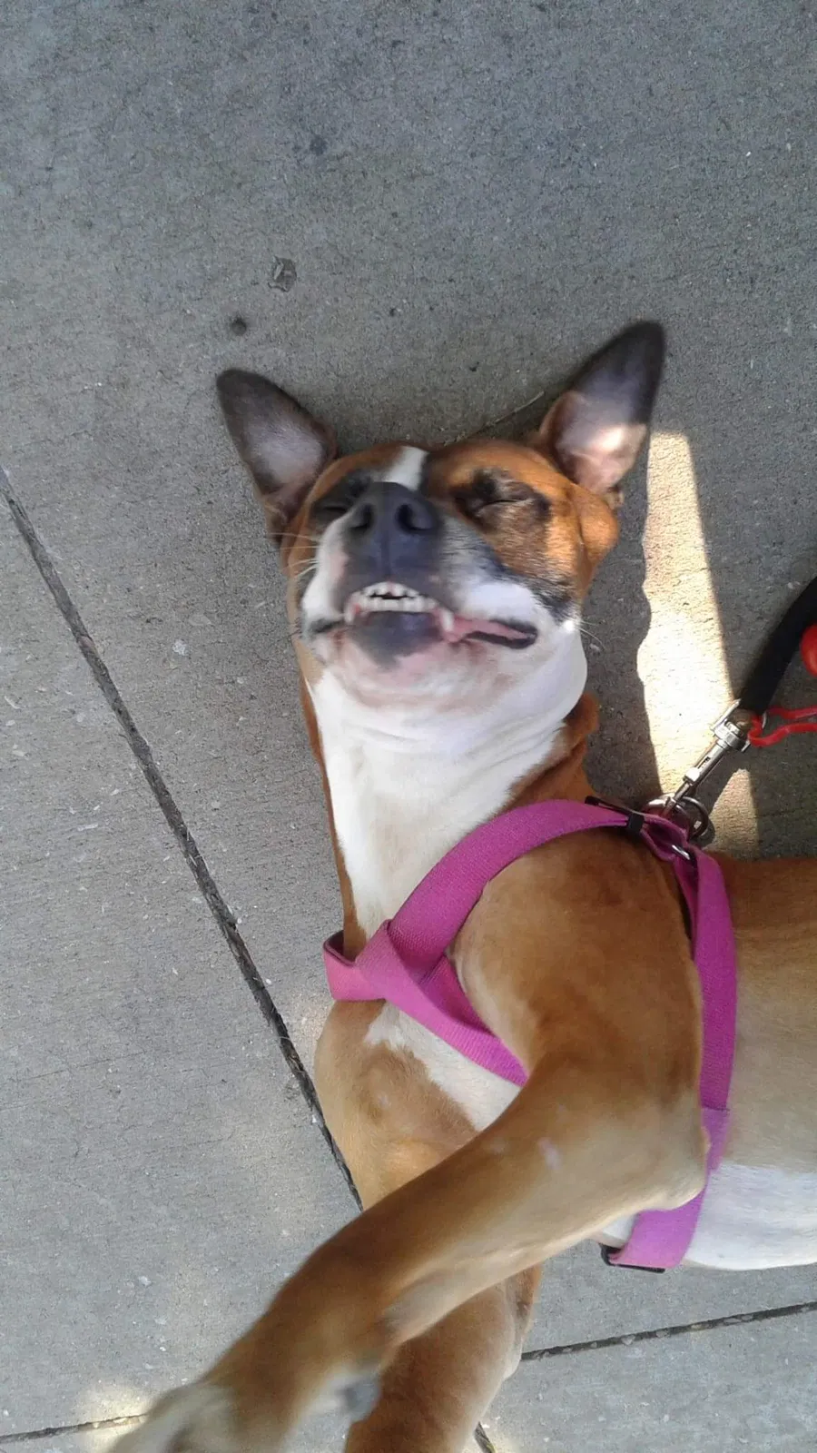 Lost dog in San Antonio, TX, 78239