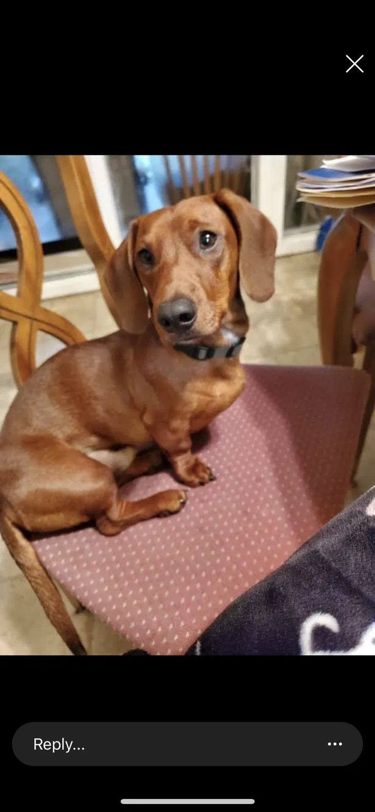 Lost dog in Ruston, LA, 71270
