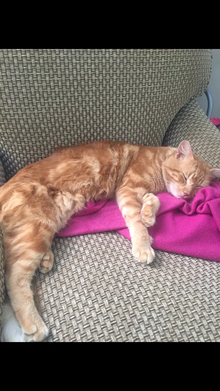 Lost cat in Charlotte, NC, 28213