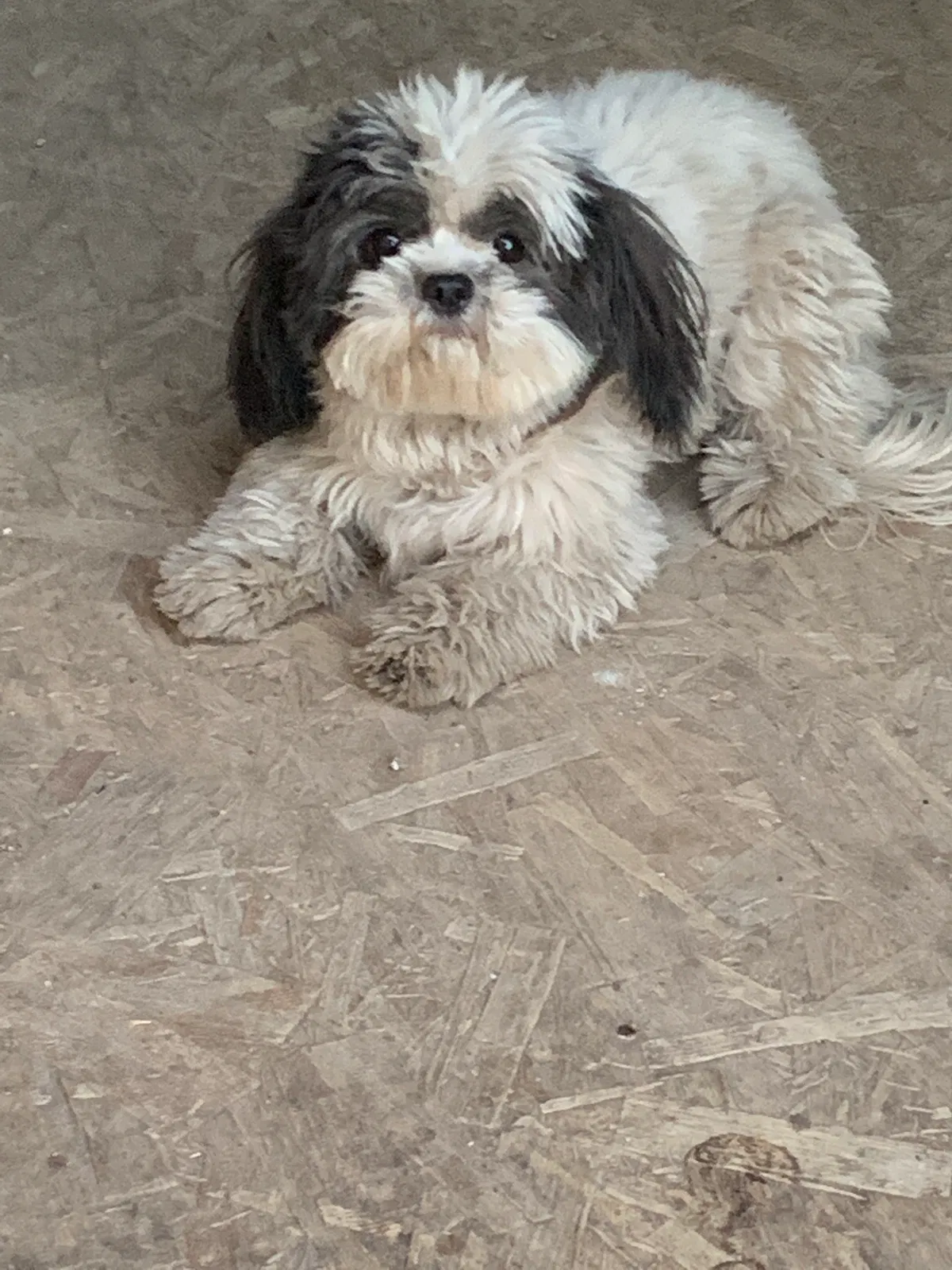 Lost dog in Paso Robles, CA, 93446